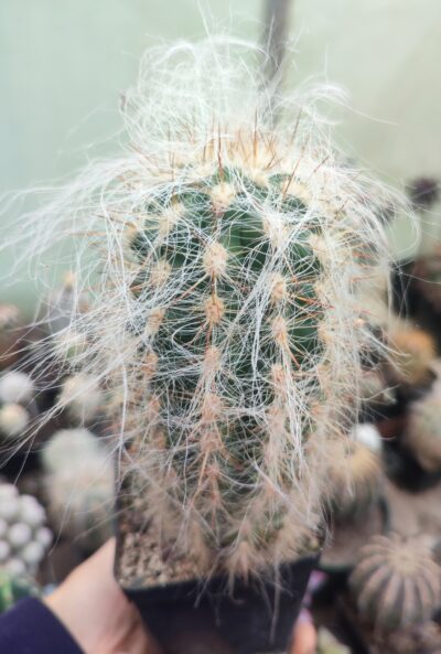 Oreocereus celsianus
