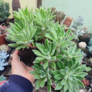 Echeveria setosa Doris Taylor