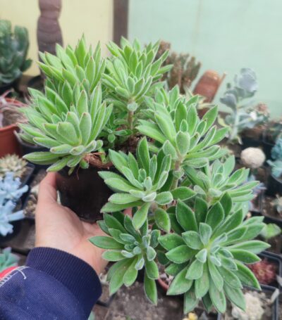 Echeveria setosa Doris Taylor