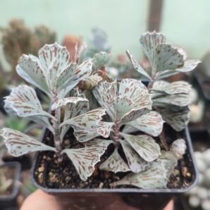 Kalanchoe Rhombopilosa