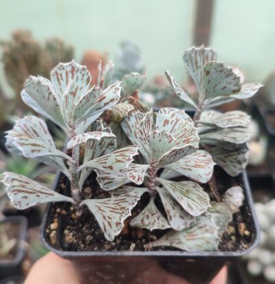 Kalanchoe Rhombopilosa