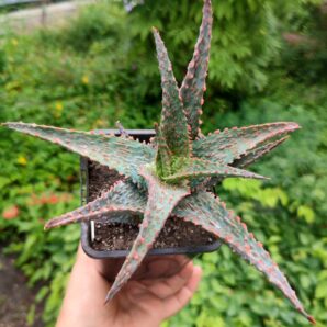 Aloe Viper