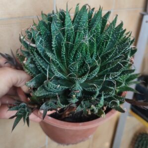 Aloe aristata