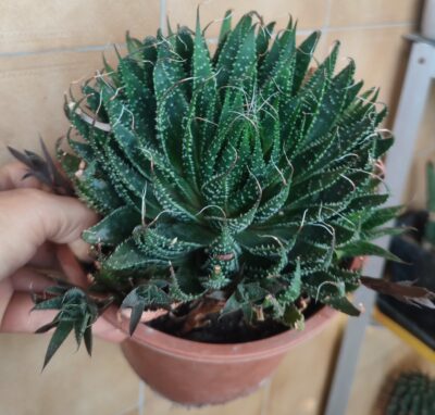 Aloe aristata
