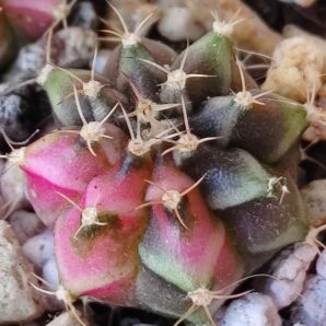 Gymnocalycium Friedrichii variegated