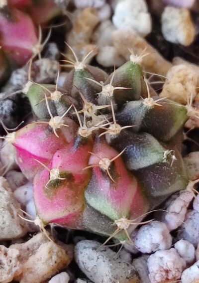 Gymnocalycium Friedrichii variegated