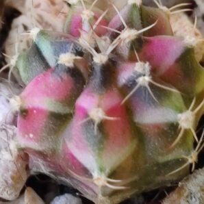 Gymnocalycium Friedrichii variegated