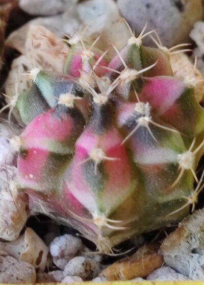 Gymnocalycium Friedrichii variegated