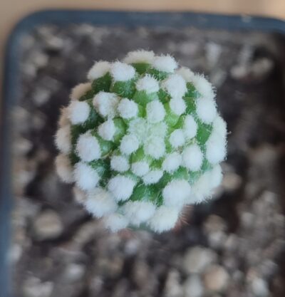 Mammillaria gracilis cv oruga - Зображення 2