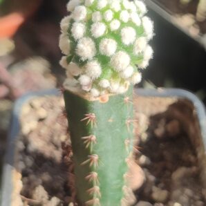 Mammillaria gracilis cv oruga