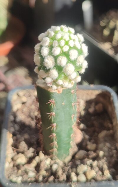 Mammillaria gracilis cv oruga