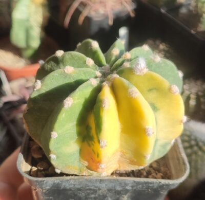 Echinopsis subdenudata variegata - Зображення 2