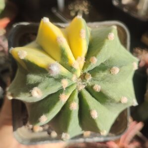 Echinopsis subdenudata variegata