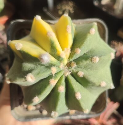 Echinopsis subdenudata variegata