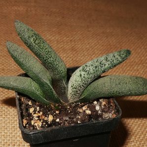 Gasteria baylissiana
