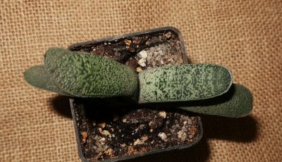 Gasteria baylissiana - Зображення 2