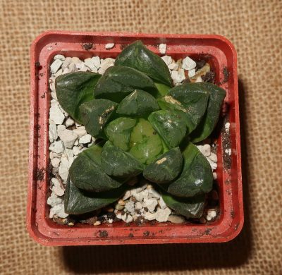 Haworthia truncata x hybrid - Зображення 2