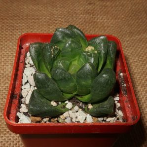 Haworthia truncata x hybrid