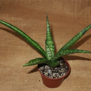 Sansevieria 'Tough Lady'