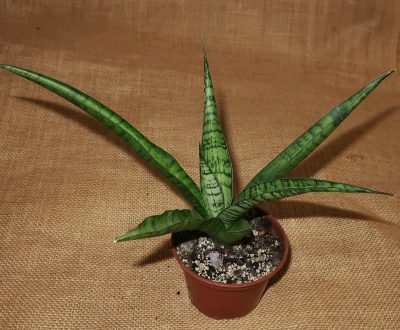 Sansevieria 'Tough Lady'