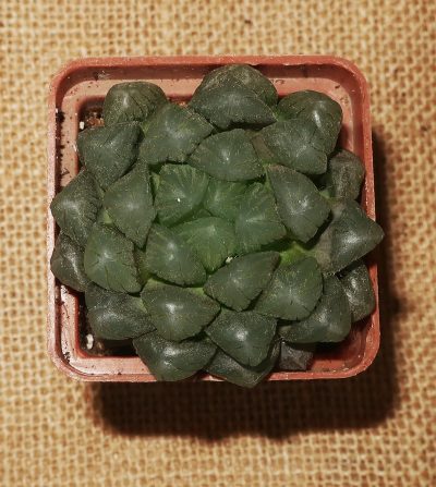 Haworthia obtusa 'Purple Dodson' - Зображення 2