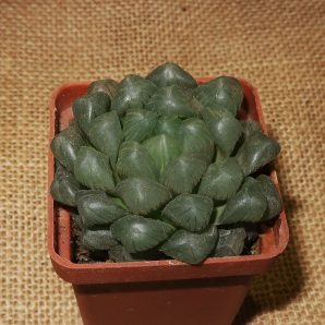Haworthia obtusa 'Purple Dodson'