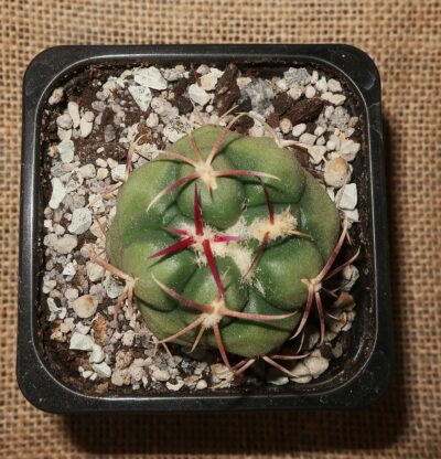 Thelocactus hexaedrophorus var. lloydii SB 113 - Зображення 2