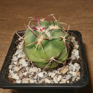 Thelocactus hexaedrophorus var. lloydii SB 113