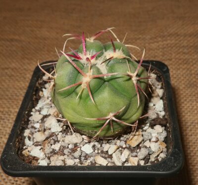 Thelocactus hexaedrophorus var. lloydii SB 113