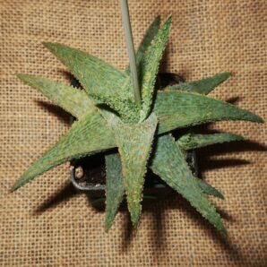 Aloe hybrid