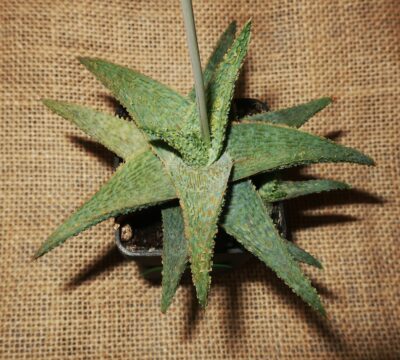 Aloe hybrid