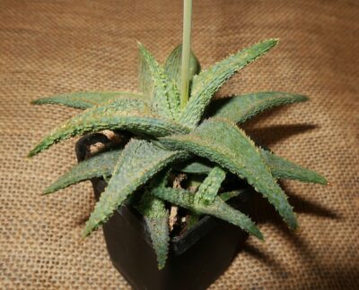 Aloe hybrid - Зображення 2