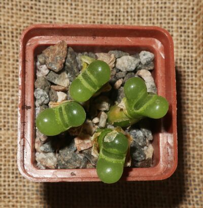 Conophytum limpidum SH 385 - Зображення 2