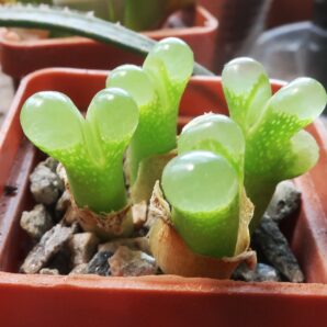 Conophytum limpidum SH 385