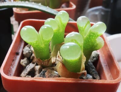 Conophytum limpidum SH 385