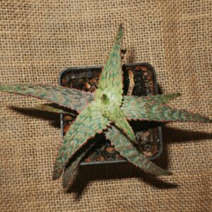 Aloe cv Christmas Carol hybrid сіянець