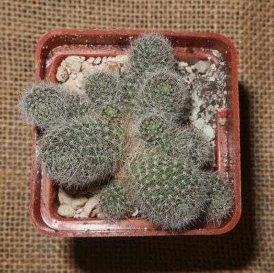 Rebutia heliosa cv Sunrise - Зображення 3