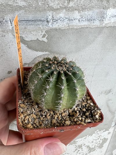Echinopsis Ika - Sweet Apricot (власний гібрид) - Зображення 2