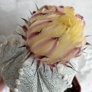 Astrophytum hybrid, щеплений