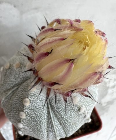 Astrophytum hybrid, щеплений
