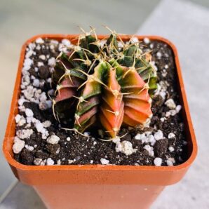 Gymnocalycium mihanovichii hybrid f. variegata