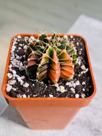 Gymnocalycium mihanovichii hybrid f. variegata