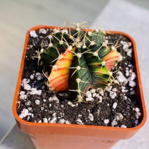 Gymnocalycium mihanovichii hybrid f. variegata
