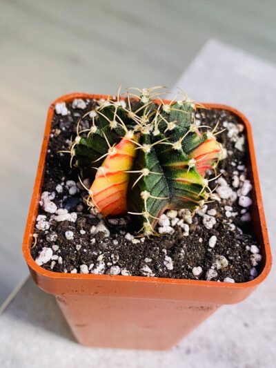 Gymnocalycium mihanovichii hybrid f. variegata