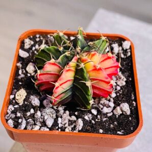 Gymnocalycium mihanovichii hybrid f. variegata