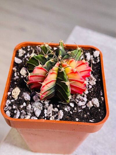 Gymnocalycium mihanovichii hybrid f. variegata