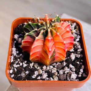 Gymnocalycium mihanovichii hybrid f. variegata