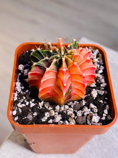 Gymnocalycium mihanovichii hybrid f. variegata