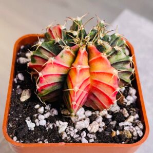 Gymnocalycium mihanovichii hybrid f. variegata