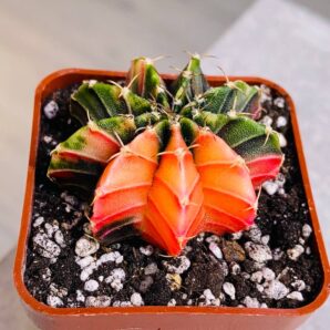 Gymnocalycium mihanovichii hybrid f. variegata